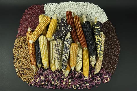 The Cultural Significance of Corn in Ancient Civilizations