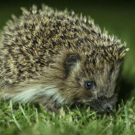 The Cultural Significance of Hedgehog Fantasies