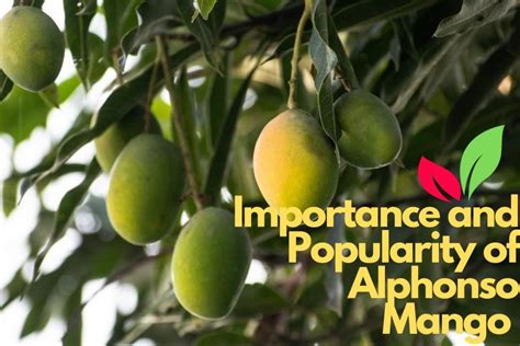 The Cultural Significance of Ripening Mangifera indica