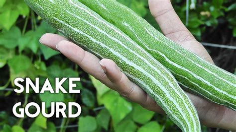 The Cultural Significance of Snake Gourd in Different Countries