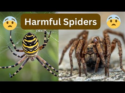 The Cultural Significance of Spiders and Birds