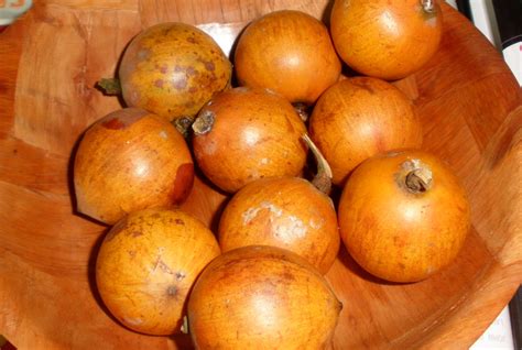 The Cultural Significance of Star Apple in Tropical Regions