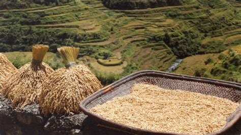 The Cultural Significance of Uncooked Rice in Traditional Society