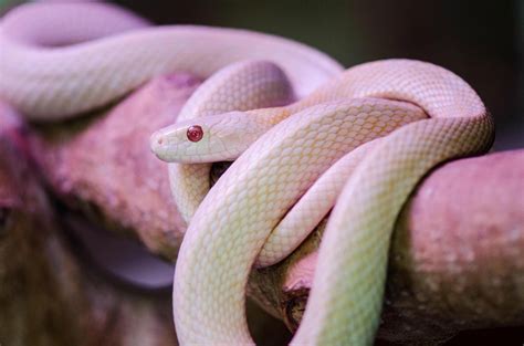 The Cultural Significance of a White Snake in Different Traditions