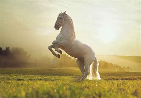 The Cultural Significance of the Majestic Pale Stallion