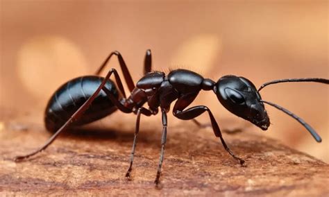 The Cultural and Historical Significance of Roaches and Ants in Dreams