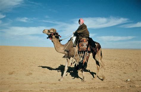 The Cultural and Historical Significance of the Majestic Dromedaries