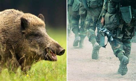 The Dangers and Benefits of a Close Encounter with Nature's Most Ferocious Swine