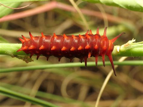 The Deadly Elegance of Toxic Larvae