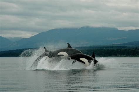 The Deep Emotional Connection: Orca as a Protector