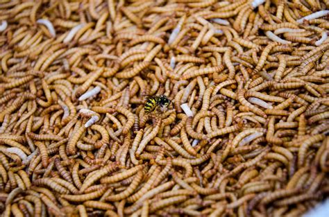 The Deep Significance of Maggots