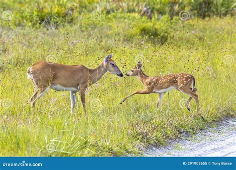 The Delicate Process of Ensuring the Safety of a Young Fawn