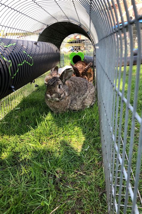 The Delight of Forming a Connection with Bunnies