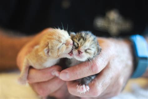 The Delight of Fostering Newborn Kittens