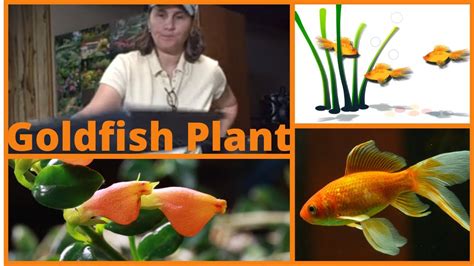 The Delight of Goldfish Propagation: A Novice's Handbook