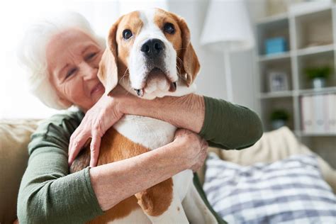 The Delight of Having a Little Canine Companion as Your Ultimate Pal