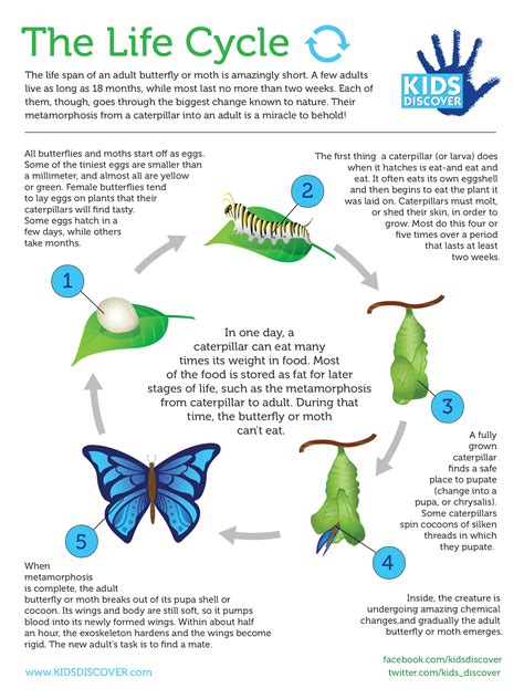 The Depiction of Transition and Metamorphosis