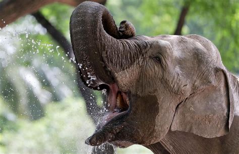 The Difficulties of Caring for a Domesticated Pachyderm