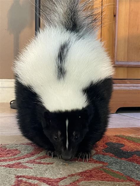 The Disadvantages of Having a Pet Skunk