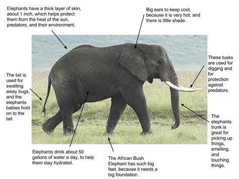 The Distinctive Physical Attributes and Adaptive Traits of Rhino Elephants