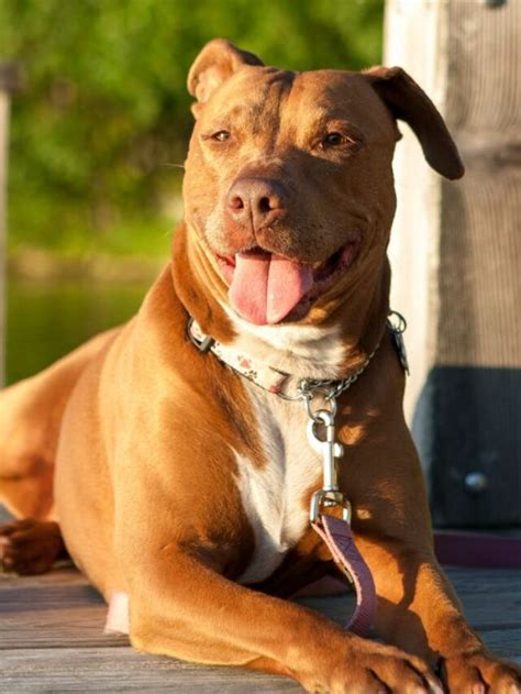 The Distinctive Traits and Nature of Pit Bulls