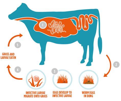 The Disturbing Lifecycle of Parasitic Worms in Livestock