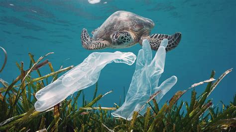 The Disturbing Plague That Haunts Our Seas: Plastic Pollution