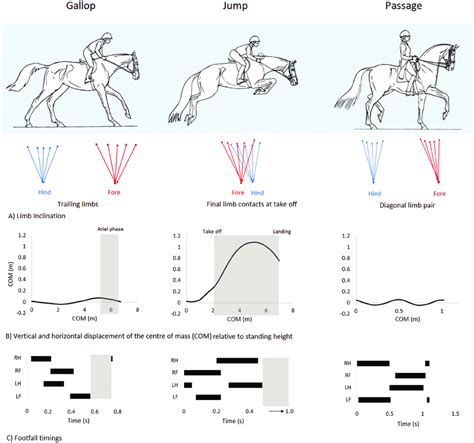 The Dynamics of Movement: Analyzing the Galloping Equine