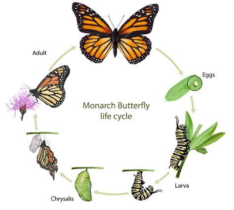 The Early Life and Background of Butterfli Love