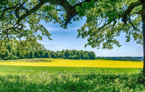 The Early Life and Background of Summer Meadows