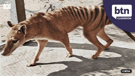 The Ecological Impact of the Thylacine: Identifying the Culprit Behind its Demise