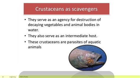 The Ecological Significance of Minuscule Crustaceans