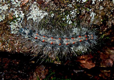 The Ecological Significance of the Multicolored Caterpillar