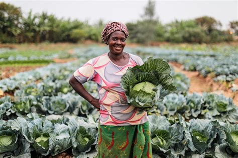 The Economic Impact of Ivory Corn: Opportunities for Farmers and Entrepreneurs