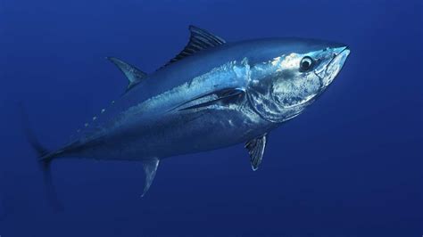 The Economic Significance of Tuna: A Lucrative Industry Worth Billions