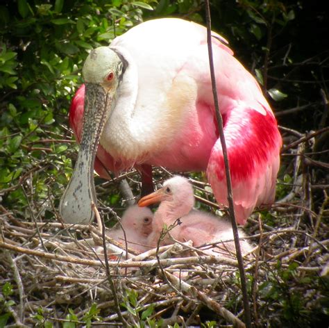 The Efforts to Protect and Preserve Roseate Pigeons