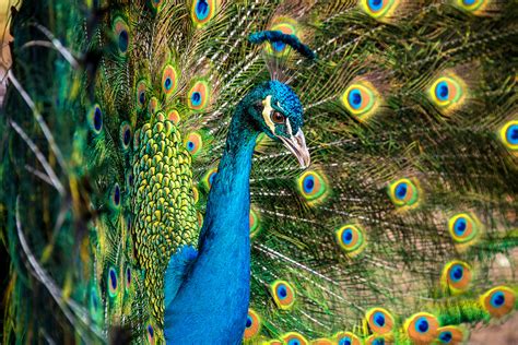 The Elaborate Courtship Displays of Male Peacocks