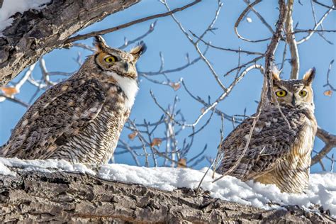 The Elaborate Courtship and Mating Customs of Horned Owls