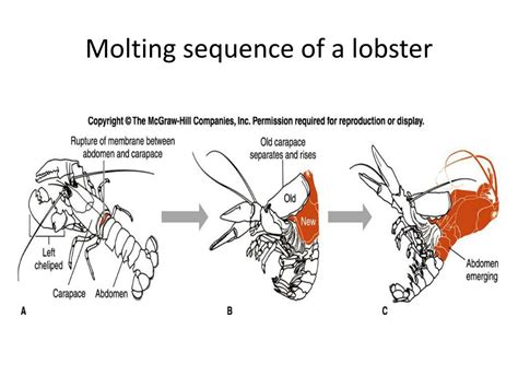 The Elaborate Molting Process of Lobsters