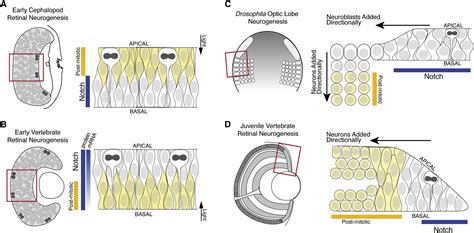 The Elaborate Signaling Mechanisms of Cephalopods