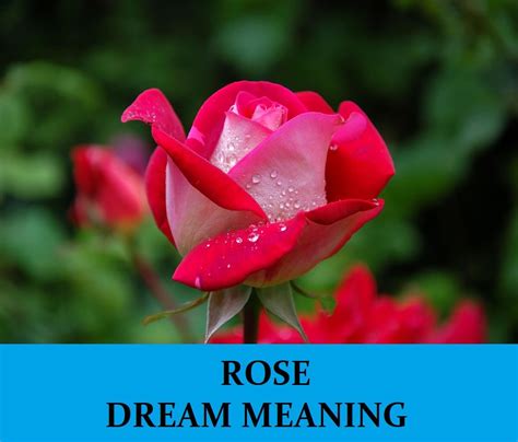 The Elegance and Importance of Roses in Dreams