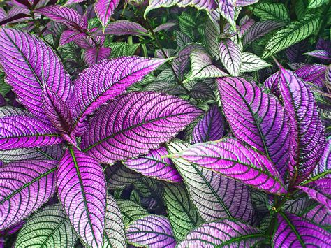 The Elegance and Prestige of Purple Foliage