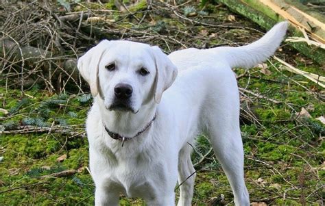 The Elegance of the White Labrador: A True Canine Gentleman