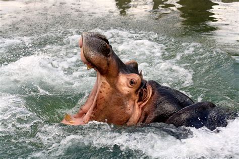 The Elegant Movements of a Crimson Hippopotamus