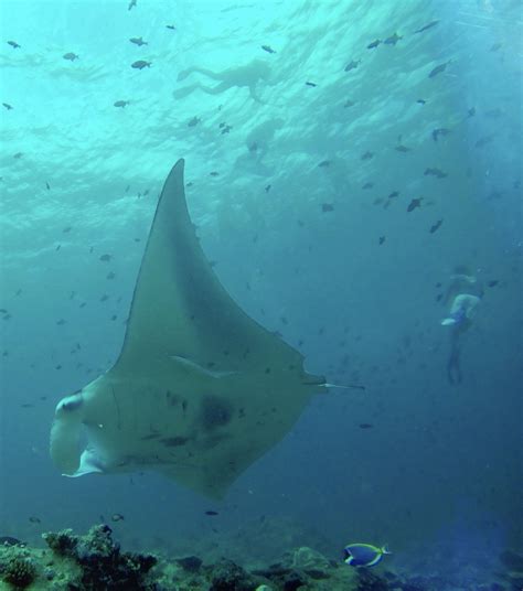 The Elegant Performance of Manta Rays