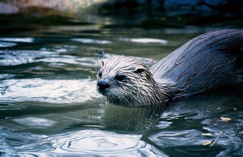 The Elusive Beauty of the White Otter: A Rare Sight to Behold