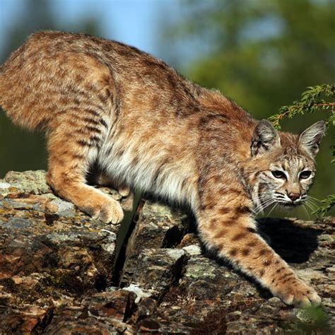 The Elusive Bobcat: Unraveling the Mystery