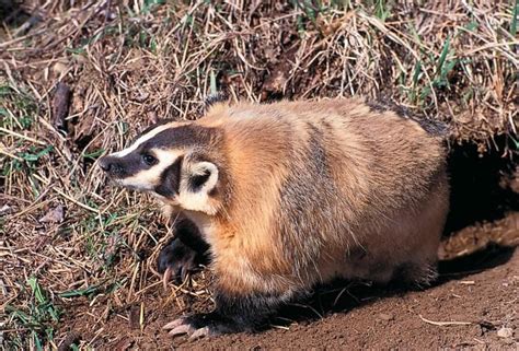 The Elusive White Badger: A Mysterious Creature in the Wild