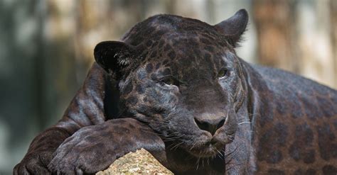 The Elusive White Leopard: A Rare Sightings