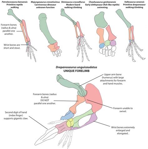 The Emerging Fashion of Sleek and Hairless Forelimbs